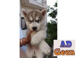 used Siberian Husky Male Available for sale 
